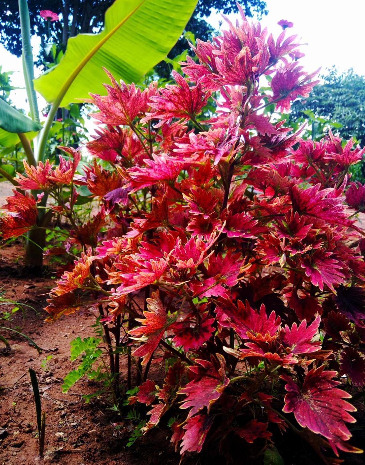 Moni Farm House Wilpattu Nochchiyagama Exterior foto
